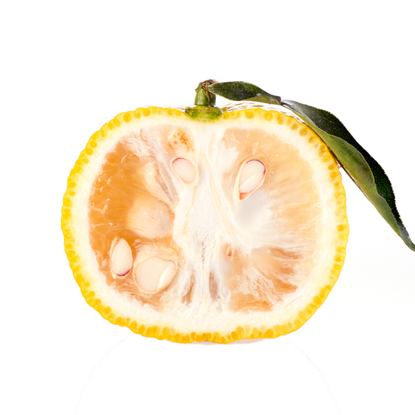 YUZU_wide_600x600_crop_center.